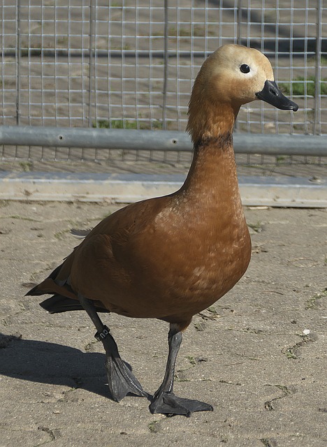 此关键差距